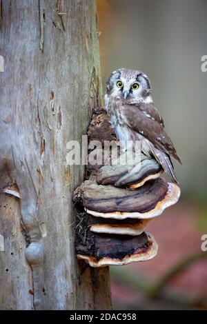 Boreal Eule in der Tschechischen republik genommen Stockfoto