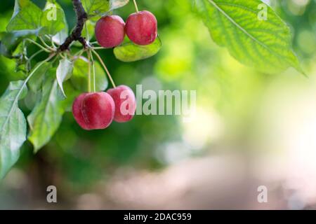 Herbsthintergrund mit dekorativem Paradies Apfelbaum Zweig mit Früchten und Freiraum. Wunderschönes Bokeh. Stockfoto