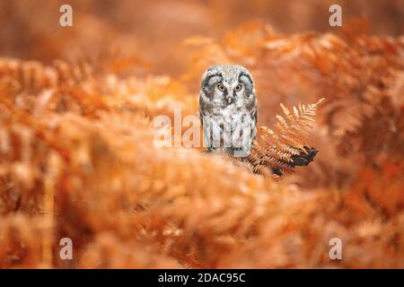 Boreal Eule in der Tschechischen republik genommen Stockfoto