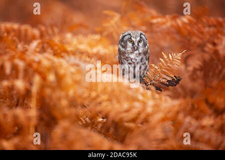 Boreal Eule in der Tschechischen republik genommen Stockfoto