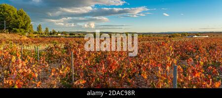 Wunderschöne Herbstweingüter bei Sonnenuntergang in der Weinbauregion Valencia, Spanien. Panoramaansicht Stockfoto