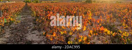 Wunderschöne Herbstweingüter bei Sonnenuntergang in der Weinbauregion Valencia, Spanien. Panoramaansicht Stockfoto