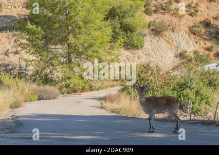 Iberischer Steinbock, spanischer Steinbock am Reserva Natural de las Hoces del Cabriel Stockfoto