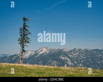 Auf der Bromberg Alm bei Ebensee Stockfoto