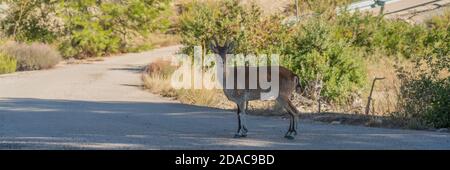 Iberischer Steinbock, spanischer Steinbock am Reserva Natural de las Hoces del Cabriel Stockfoto
