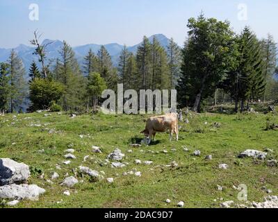 Auf der Bromberg Alm bei Ebensee Stockfoto