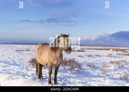 Halbwildes Konik polski Pferd im Naturpark Engure See, Lettland an sonnigen und verschneiten Wintertag. Stockfoto