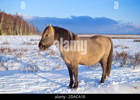 Halbwildes Konik polski Pferd im Naturpark Engure See, Lettland an sonnigen und verschneiten Wintertag. Stockfoto