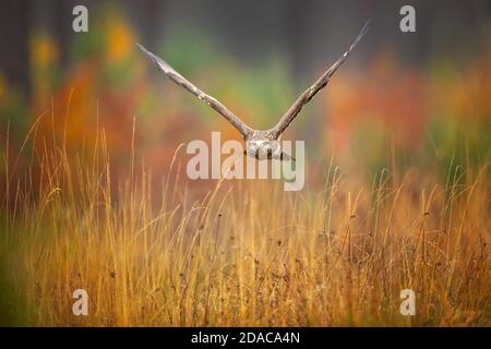 Bussard im Flug. Aufgenommen bei schönem Herbstwetter und Farben Stockfoto