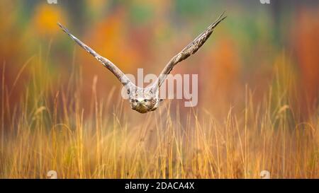 Bussard im Flug. Aufgenommen bei schönem Herbstwetter und Farben Stockfoto