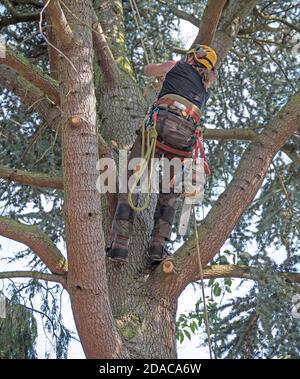 Baumchirurg oder Baumpfer, der einen Baum mit seinen Sicherheitsseilen klettert. Stockfoto