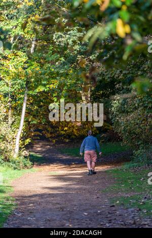 Ein älterer Herr, der Shorts trägt und sich fit hält, indem er einen Spaziergang macht oder in einem wunderschönen Herbstwald spazierengeht. Stockfoto