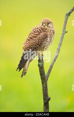 Gemeiner Turmfalke, der im Herbst in Tschechien genommen wurde Stockfoto