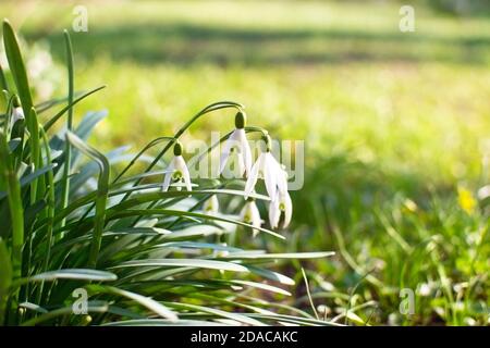 Schöne weiße Schneeglöckchen-Blüten (Galanthus nivalis) Wachsen auf sonnigen Rasen im Frühjahr Stockfoto
