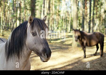 Nahaufnahme Porträt von semi-wild konik polski Pferd in der Wald an sonnigen Frühlingstag Stockfoto