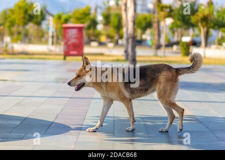 Ein einsamer streunender Hund in Antalya Stockfoto