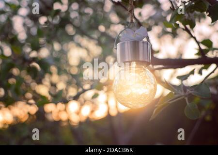 Sonne scheint durch Garten Glühbirne während des Sonnenuntergangs Stockfoto