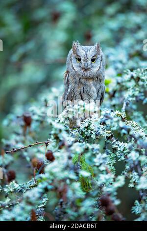 Schöne Scops Eule im Herbst im Wald genommen Stockfoto