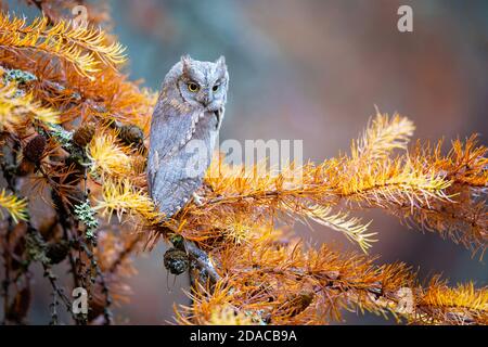 Schöne Scops Eule im Herbst im Wald genommen Stockfoto