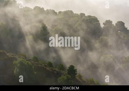 Niedrige Wolken auf dem Berg schaffen eine schöne Landschaft mit den Reflexen der Sonne und dem Nebel zwischen den Bäumen. Stockfoto