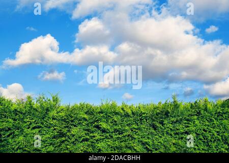 Hecke von immergrünen Thuja-Bäumen und blauem Himmel mit weißen Wolken darüber. Einige Zweige sind überwuchert. Stockfoto