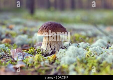 Einpilz Boletus pinophilus, allgemein bekannt als der Kiefernbolet oder Kiefernwald König Bolete wächst im Wald zwischen weißen und grünen Moos Stockfoto