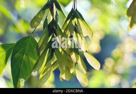 Blätter und Samen von Box Holder (Acer negundo) Selektive Fokus. Schöne Bokeh Hintergrund. Stockfoto