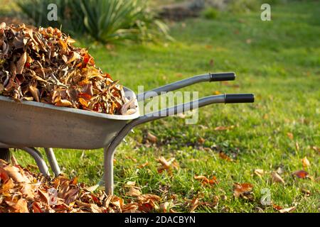 Schubkarre voller getrockneter Blätter, Reinigung Laub im Garten Stockfoto