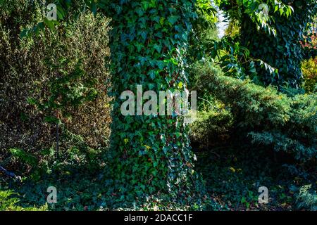 Grüne Blätter auf einem Baumstamm. efeu mit grünen Blättern um einen Baumstamm gewickelt Stockfoto