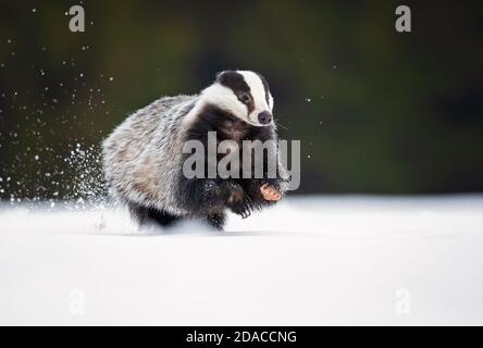 Der Europäische Dachs (Meles meles), auch als Eurasischer Dachs bekannt, ist eine Dachsart in der Familie Mustelidae, die in fast ganz Europa beheimatet ist Stockfoto