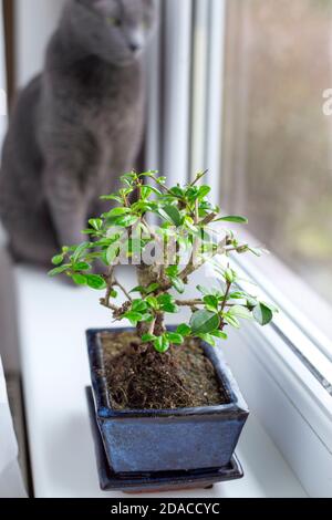 Kleiner Bonsai-Baum Carmona microphylla wächst in einem rechteckigen Blumentopf (fokussiert) und russische blaue Katze dahinter (entkokkt) auf Fensterbank. Stockfoto