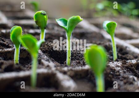 Frische Mark-Setzlinge (Zucchini) 'Wanda' wachsen in Kartonbehältern im Vorfrühling. Vorbereitung auf die Neuanlage in einem Gewächshaus. Stockfoto