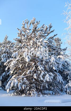 Kiefer mit schneebedeckten Ästen im Winterwald, sonniger Tag mit blauem Himmel Stockfoto