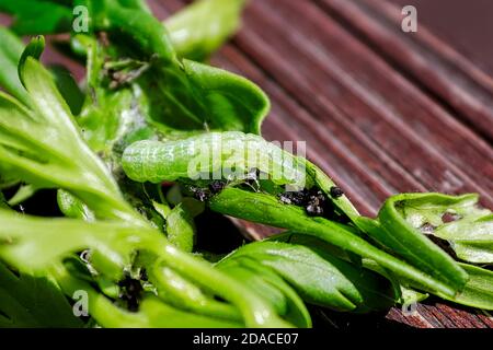 Makro des grünen Delphiunium-Wurms, der auf Monkshood-Blättern kriecht Stockfoto