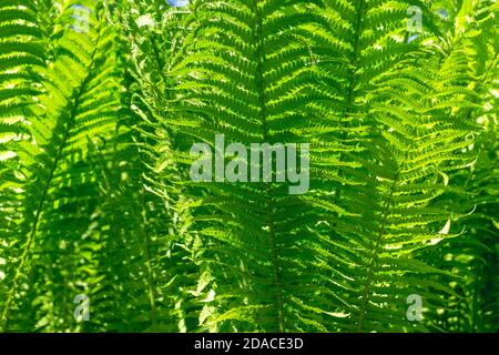 Tropischer Hintergrund mit grünen Farnen Stockfoto