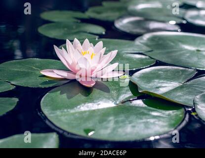 Schöne rosa weiße Seerose (Nymphaea) wächst in der Teich Stockfoto