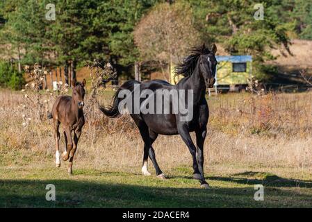 Dunkles Pferd mit Kind galoppiert gemeinsam frei auf einer Ranch In der bulgarischen ländlichen Grasland in der Herbstsonne Stockfoto