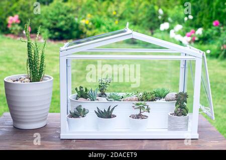 Kleines Gewächshaus mit der Zusammensetzung der verschiedenen Sukkulenten, die in ihm wachsen Im Sommer auf dem Tisch im Garten Stockfoto