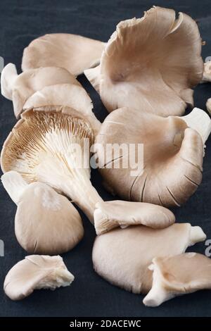 Pleurotus ostreatus. Austernpilze auf Schiefergrund. Stockfoto