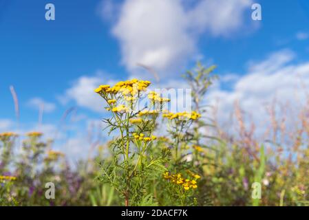 Tansy (Tanacetum vulgare) auch bekannt als bittere Knöpfe, Kuh bitter, oder goldenen Knopf wächst auf dem Feld mit verschiedenen Wildblumen im Sommer Stockfoto