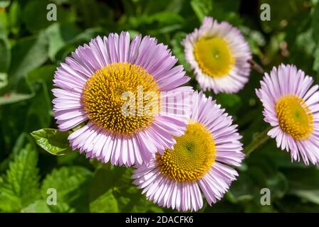 Seaside Daisy (Erigeron glaucus) in voller Blüte Stockfoto