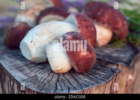 Frisch gepflückter Kiefernbolet (Boletus pinophilus) Pilze auf dem Stumpf aus nächster Nähe Stockfoto