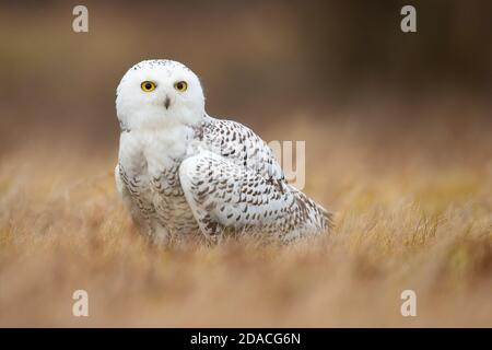 Porträt von Schneeeule Stockfoto