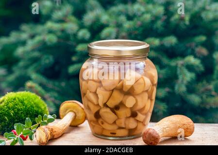 Marinierte Aureoboletus projectellus Pilze in einem Glas neben rohen Pilzen Früchte, Moos, Preiselbeere Zweig auf dem rustikalen Holztisch. Stockfoto