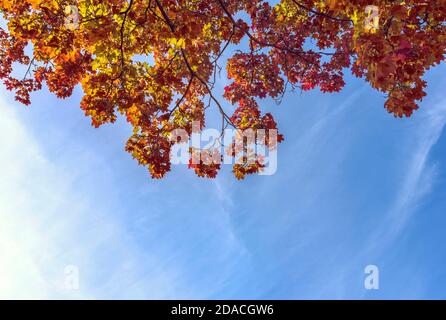 Unter Ahornbaum Äste mit bunten roten und gelben Blättern Auf blauem Himmel Hintergrund bei sonnigen Herbsttag Stockfoto