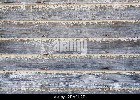 Verwitterter weißer und grauer Holzplankenhintergrund mit abblätternder Farbe Stockfoto