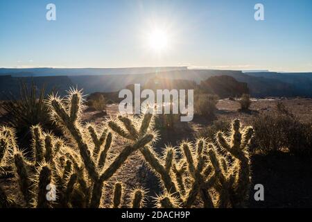 Wunderschöner Morgen im Grand Canyon, Arizona, USA. Detail eines Kaktus Stockfoto