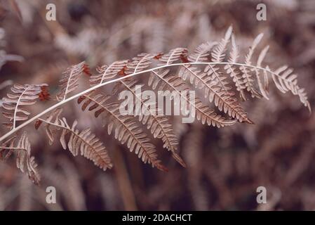 Braunfarn im Herbst Stockfoto