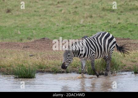 Afrika, Kenia, Northern Serengeti Plains, Maasai Mara. Plains Zebra alias gemein oder Burchell's Zebra (WILD: Equus burchellii) in Wasserloch. Stockfoto