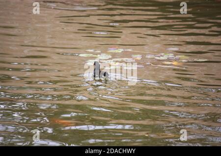 Bild eines schwarzen Vogels, der in einem schwimmend geht see, während die Erzeugung von kleinen Wellen auf der Oberfläche der Wasser Stockfoto